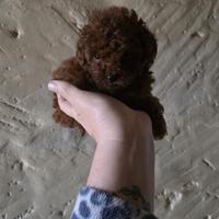 Bbarboncini toy red brown