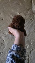 Bbarboncini toy red brown