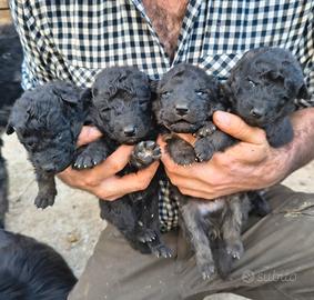 cuccioli di pastore della lessinia e del lagorai 
