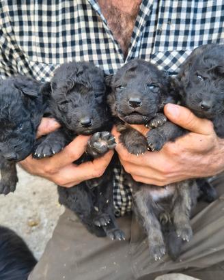 cuccioli di pastore della lessinia e del lagorai 