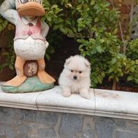 Spitz nano di Pomerania