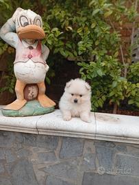 Spitz nano di Pomerania