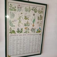 Poster erbe e spezie 1985 Germania