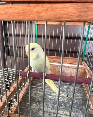 Cocorita