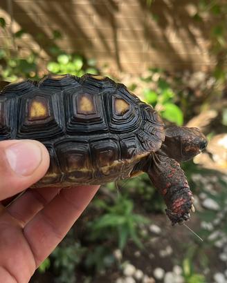 Tartaruga carbonaria