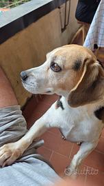 Beagle maschio accoppiamento