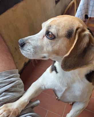 Beagle maschio accoppiamento