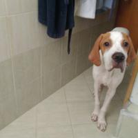 pointerini tartufi neri