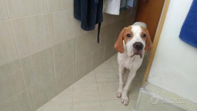 pointerini tartufi neri