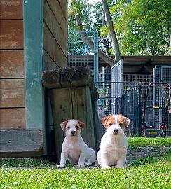 Jack Russell