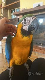 Ara Ararauna 5 mesi