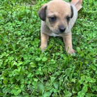 Cane taglia piccola