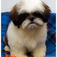 Cuccioli di SHIH TZU