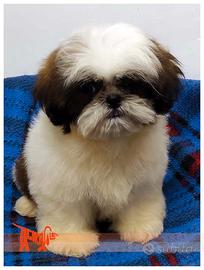 Cuccioli di SHIH TZU