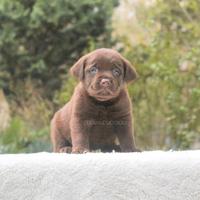Cucciola di Labrador cioccolato