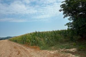 Terreno agricolo