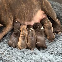 Bull Terrier Miniature con pedigree ENCI (FCI)