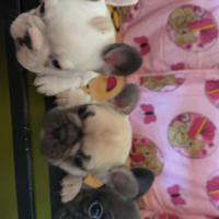 Bulldog francese