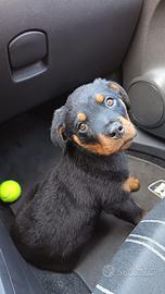 Cucciolo di Rottweiler