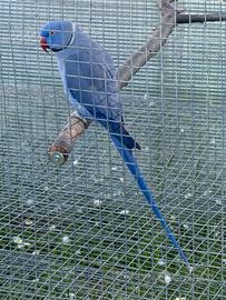 Pulli Parrocchetti Dal Collare