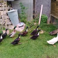 Anatra Germana e anatra Corritrice