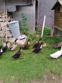 Anatra Germana e anatra Corritrice