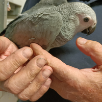 Cenerino psittacus erithacus allevato a mano