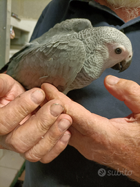 Cenerino psittacus erithacus allevato a mano