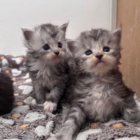 Cuccioli Maine Coon pedigree Anfi