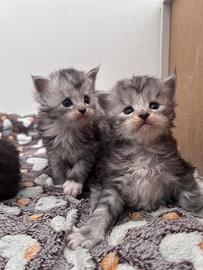 Cuccioli Maine Coon pedigree Anfi