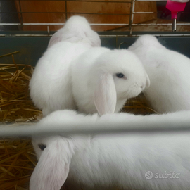 Coniglio coniglietti ariete