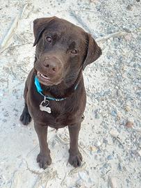 labrador da riproduzione 