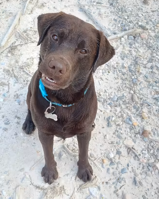 labrador da riproduzione 