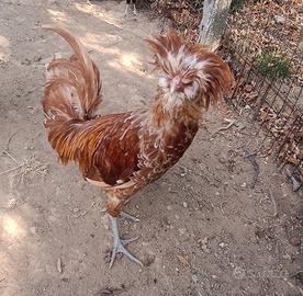 Gallo padovano ?