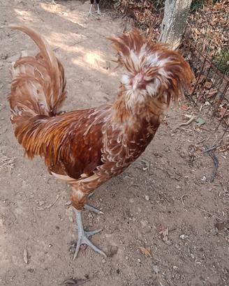 Gallo padovano ?