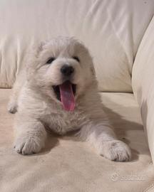 Pastore Maremmano Abbruzzese