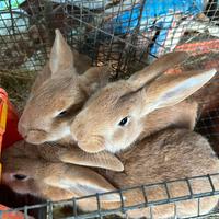 Coniglio Fulvo di Borgogna