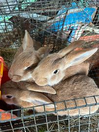 Coniglio Fulvo di Borgogna