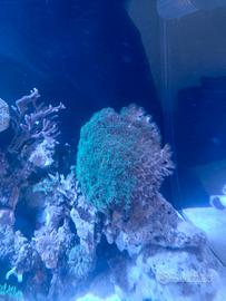 Pocillopora