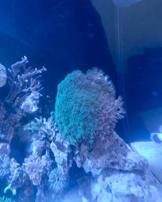 Pocillopora