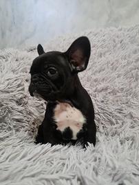 Bulldog francese