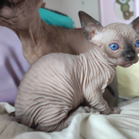 Cucciolo Canadian sphynx