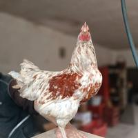 Gallo incrocio australorp