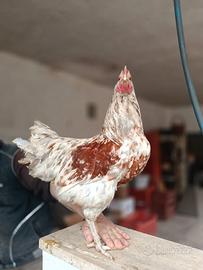 Gallo incrocio australorp