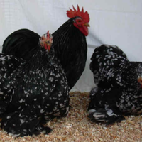 Galline concincina nana, wyandotte nane,sabelpoot