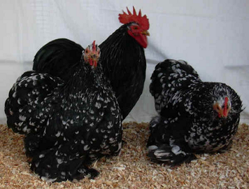 Galline concincina nana, wyandotte nane,sabelpoot