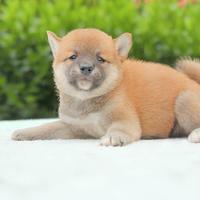 Shiba Inu Fulvo Cucciolo