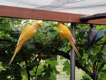 Parchetto dal collare