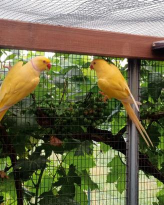 Parochetto dal collare