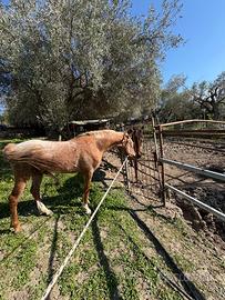 Cavallo